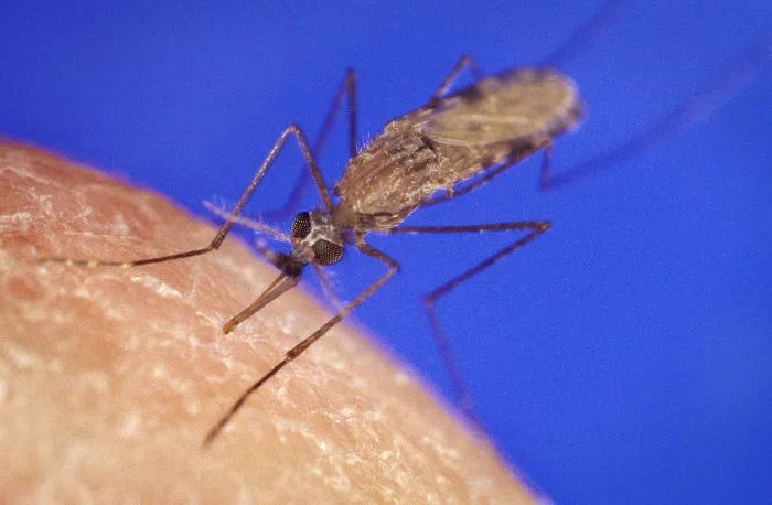 Moustique Anopheles gambiae. Photographie documentaire du CDC, sans lien avec un cas individuel à Mayotte.